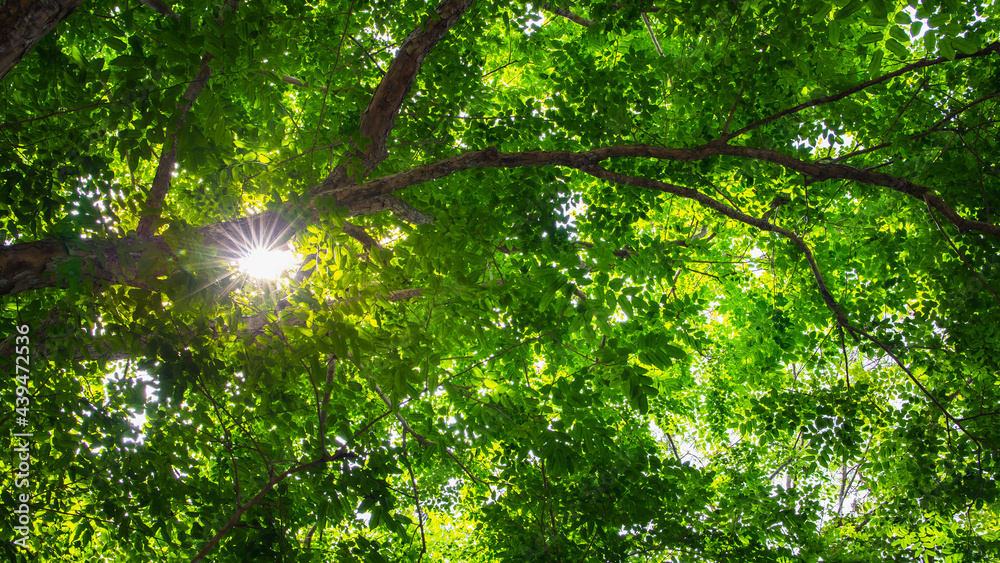 Fototapeta premium green trees in spring with sunlight