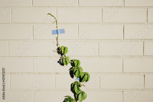 Climbing wall plant supported by sticky tape