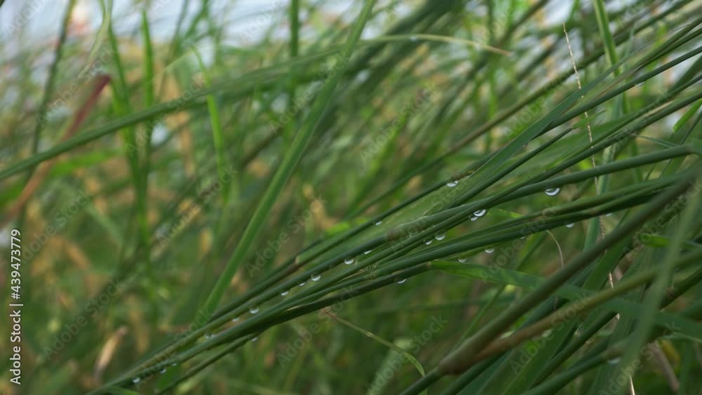 4k some drops of water that are on the grass leaves 4k some drops of water that are on the grass leaves