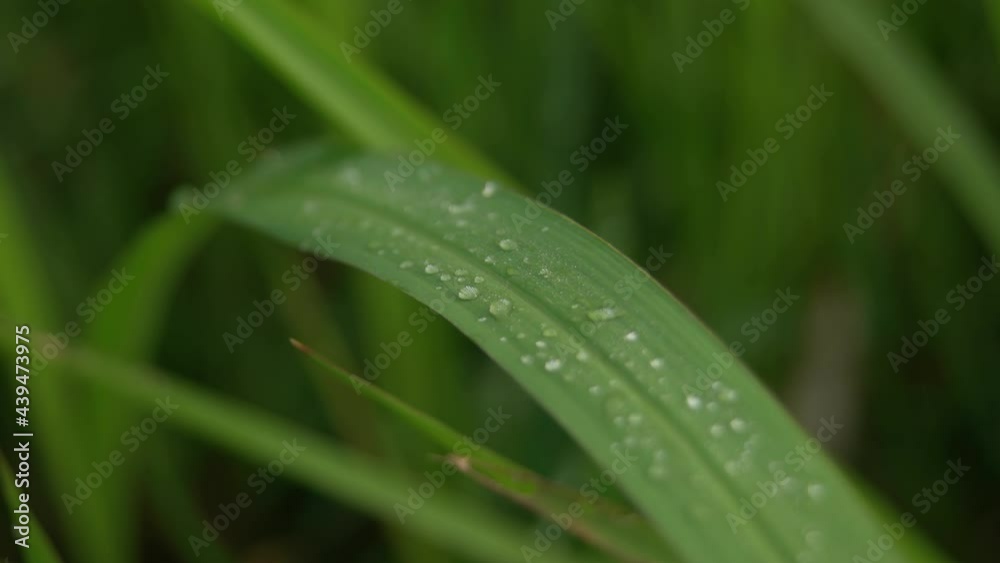 Grass Background With Water Drops. Grass Background With Water Drops.