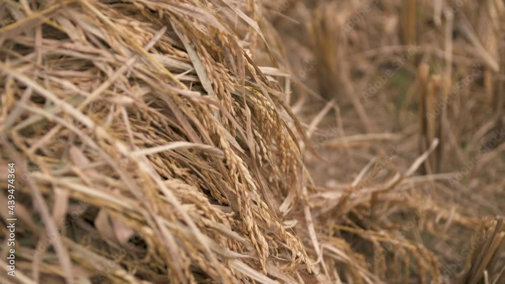 Fresh Harvest Brown Rice Crops blowing in the Wind - Close Up Rack Focus Fresh Harvest Brown Rice Crops blowing in the Wind - Close Up Rack Focus