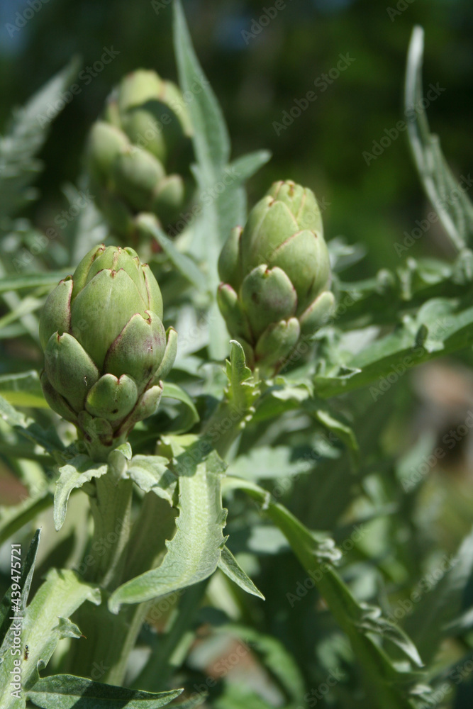 Artichoke in Garden With Blurred Green Plant Background Artichoke in Garden With Blurred Green Plant Background