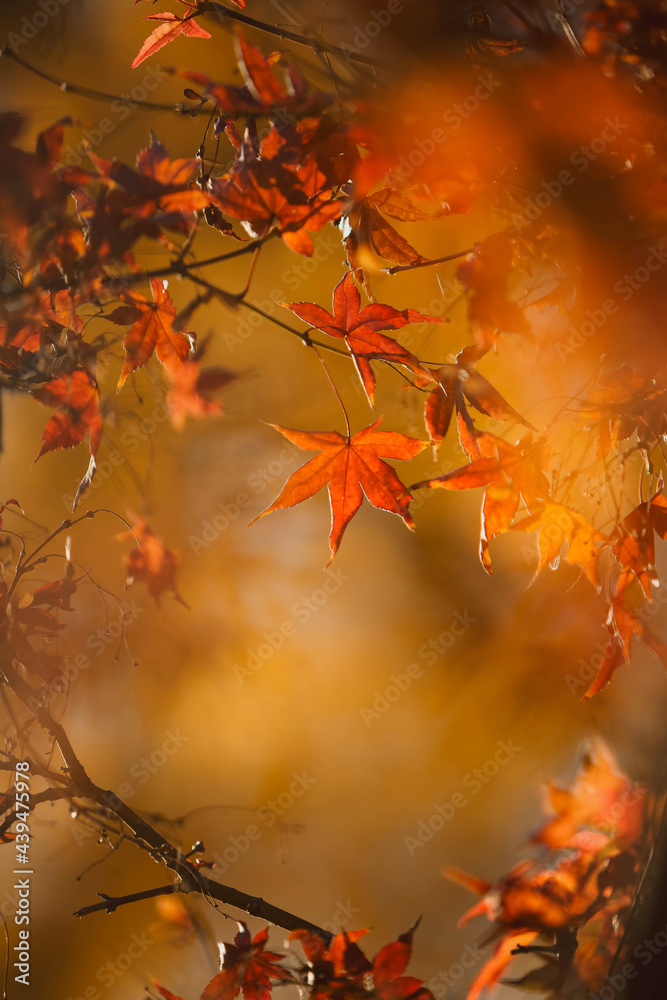 Orange Fall Leaves Orange Fall Leaves