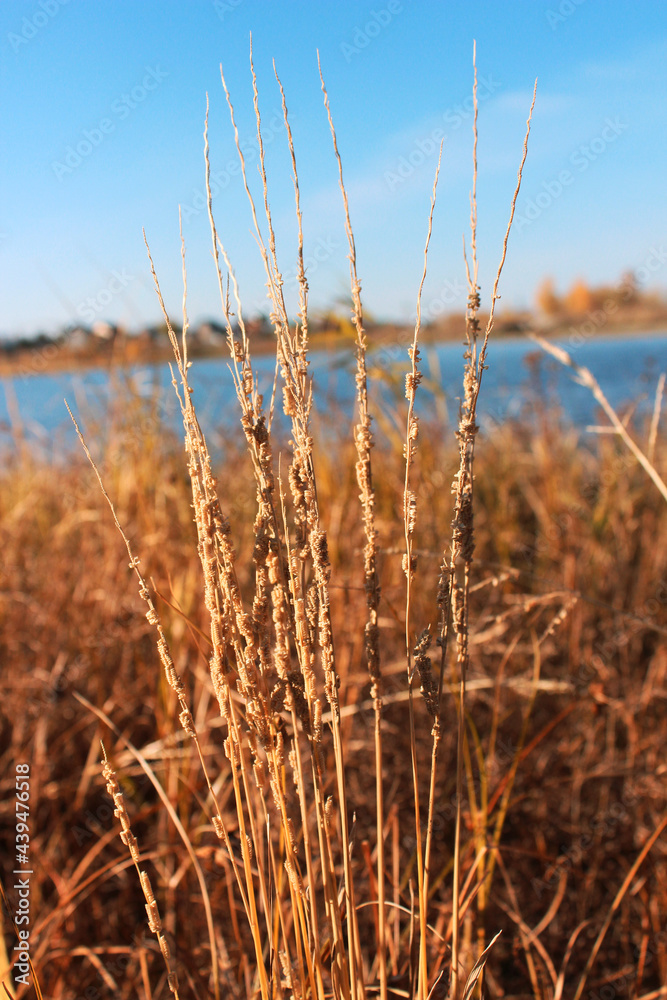 Obraz premium Yellowed grass on the background of the lake. Autumn background.