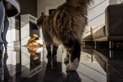 cat walking on tile floor photo