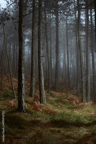 Wallpaper Mural Misty forest Torontodigital.ca