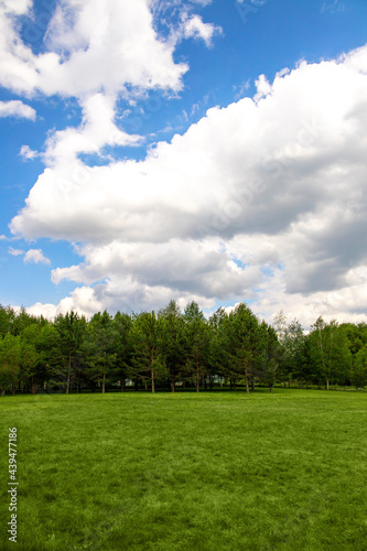 Fototapeta Naklejka Na Ścianę i Meble -  Landscape of fresh lawn, forest and cloudy sky background, vertical copy space