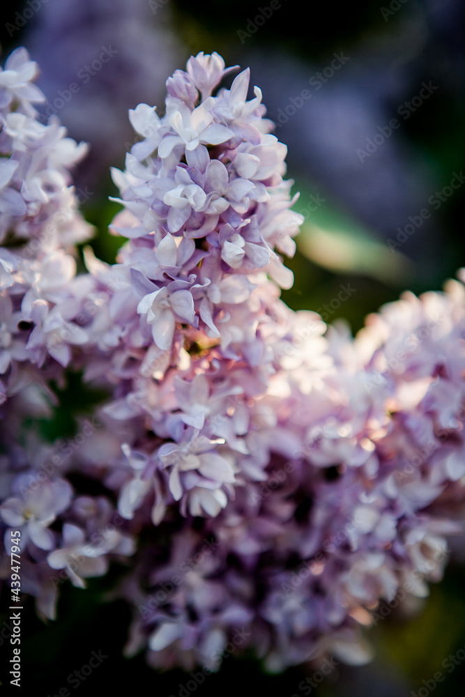 branches of blooming lilac in the rays of the dawn sun, lilac morning