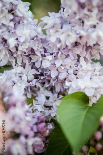 branches of blooming lilac in the rays of the dawn sun, lilac morning
