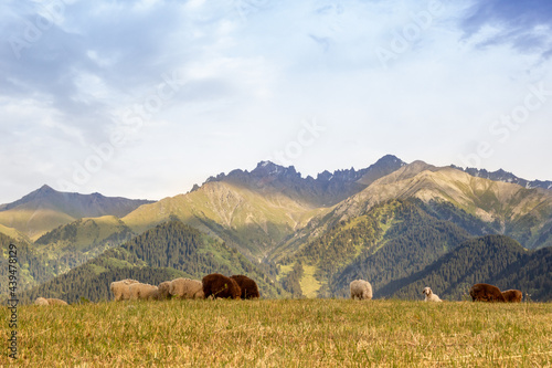 A herd of rams grazes in the Qazaqstan mountains meadows. Jailau view with copy space