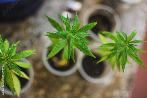 Cannabis growing photo