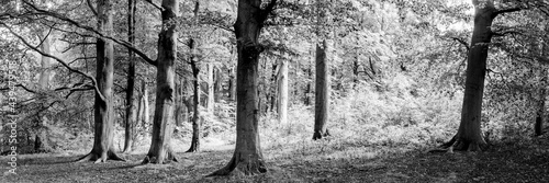 Yorkshire Midderdale Woodland black and white photo