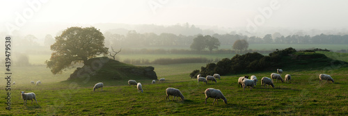 Yorkshire Dales Sheep photo