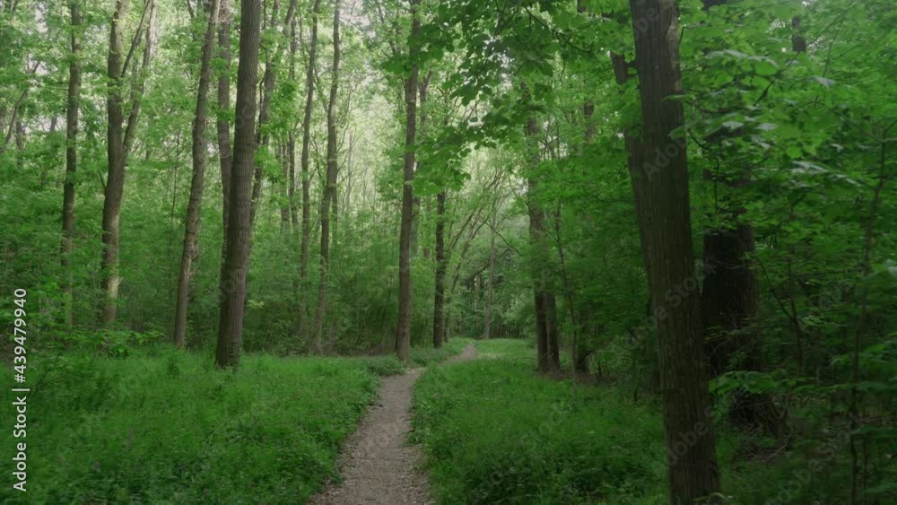 Slow walking path through dense green forest in the heart of Transylvania