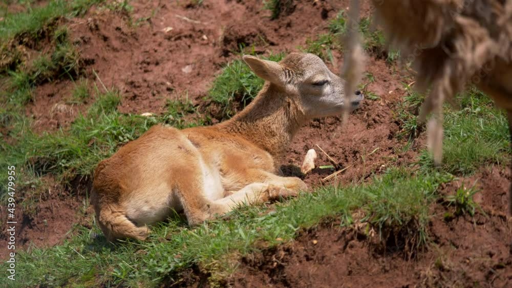 Young European Mouflon Sheep resting between grass and soil in summer,slow motion Young European Mouflon Sheep resting between grass and soil in summer,slow motion