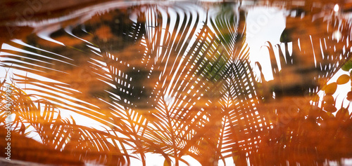Reflection of Palm trees and tropical trees, water from rain is on a leaf, orange, green. Summer Vibe