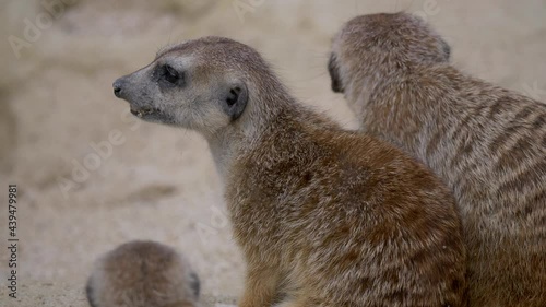 Sweet young Meerkat couple eating food in sand,close up shot photo