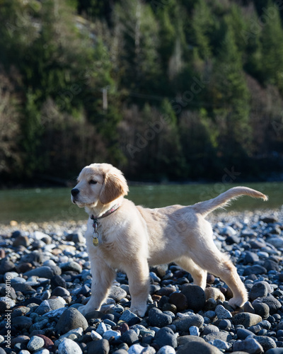 A golden retriever puppy in the sun