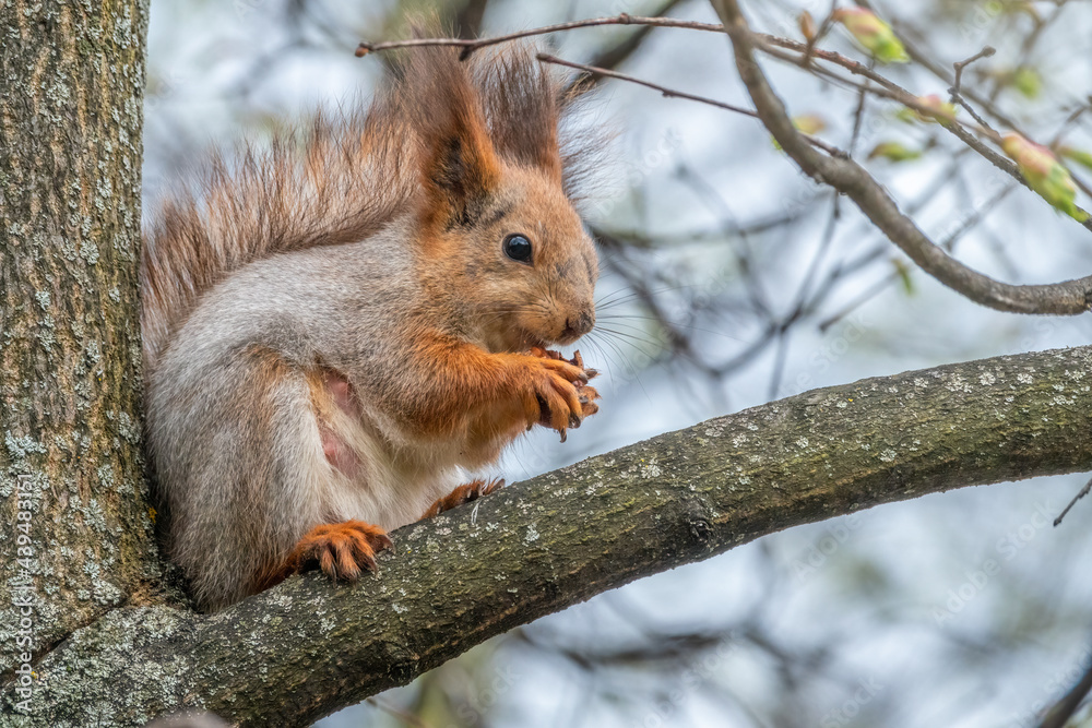 The squirrel with nut sits on a branches in the spring or summer. The squirrel with nut sits on a branches in the spring or summer.
