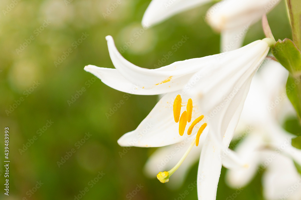white madonna lily in the garden, on blurred, green background white madonna lily in the garden, on blurred, green background