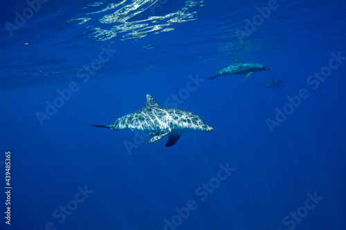 ボニンブルーの海を泳ぐミナミハンドウイルカ © shota