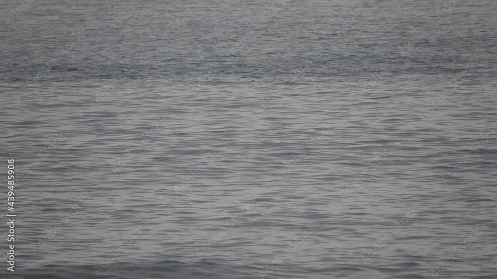 Dolphins are glimpsed swimming in the silvery light of early morning. Dolphins are glimpsed swimming in the silvery light of early morning.
