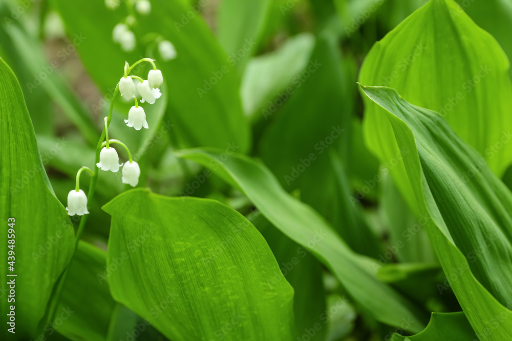 Beautiful lily-of-the-valley flowers outdoors, closeup Beautiful lily-of-the-valley flowers outdoors, closeup