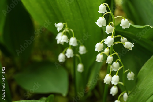 Papier peint Beautiful lily-of-the-valley flowers outdoors, closeup