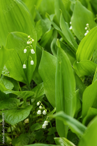 Beautiful lily-of-the-valley flowers outdoors  closeup