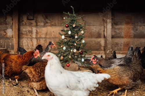 Rocking Around the Chicken Coop