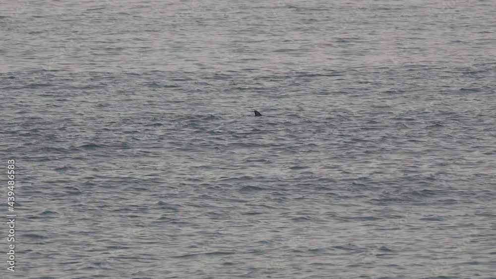 The prominent dorsal fin of a dolphin moves left-to-right as she swims. The prominent dorsal fin of a dolphin moves left-to-right as she swims.