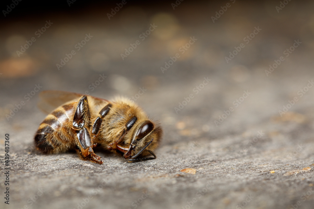 Dead Honey Bee Dead Honey Bee