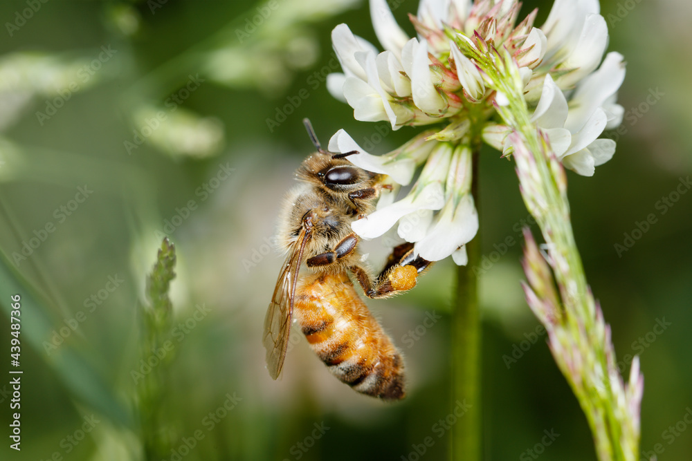 Honey Bee on Clover Honey Bee on Clover