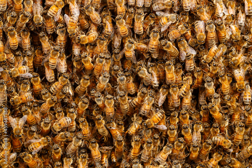 Honey bees Honey bees