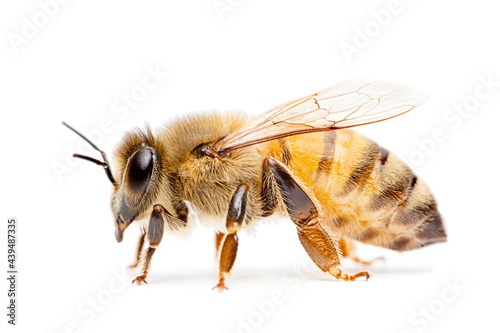 Honey Bee photo