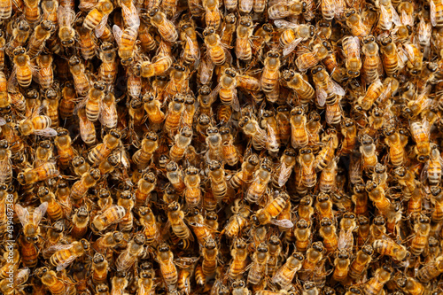 Honey bees photo