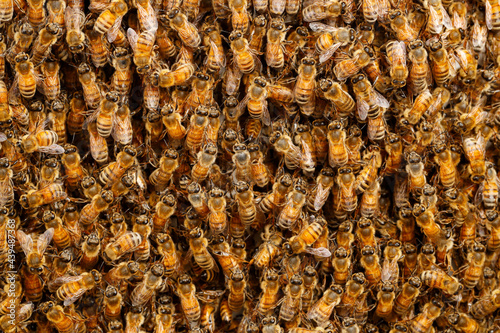 Honey bees