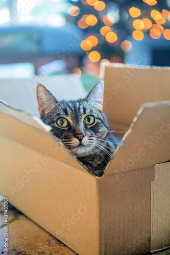 Tabby in a box by the Christmas tree