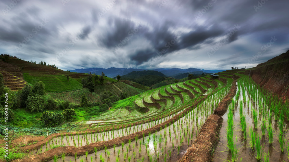 Beautiful Landscape terraced paddy fields in Pa Pong Pieng, Mae Chaem, Chiang Mai, Thailand