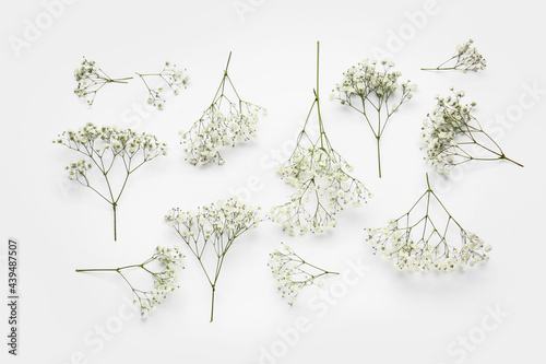 Beautiful gypsophila flowers on white background photo