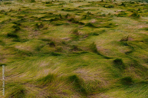 Textured Marsh Grass In Autumn Season