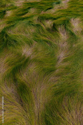 Marsh Grass In Fall  Season on Coast  photo
