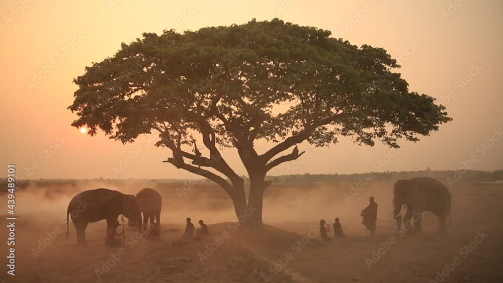 Silhouette elephant on background of sunset. The elephant standing under tree and farmers at rice field in the morning. Elephant village lifestyle. Surin, Thailand.