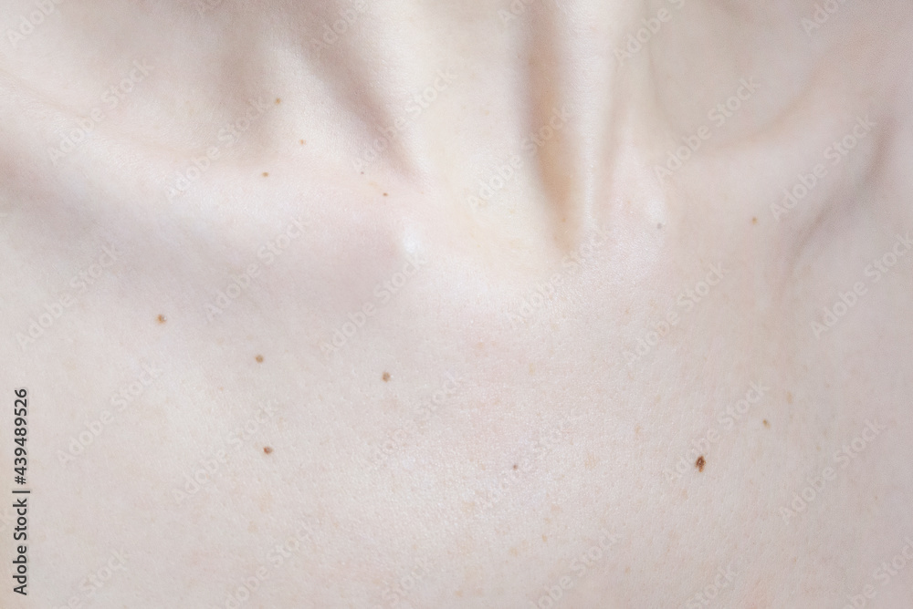clavicle bone body detail clavicle bone body detail