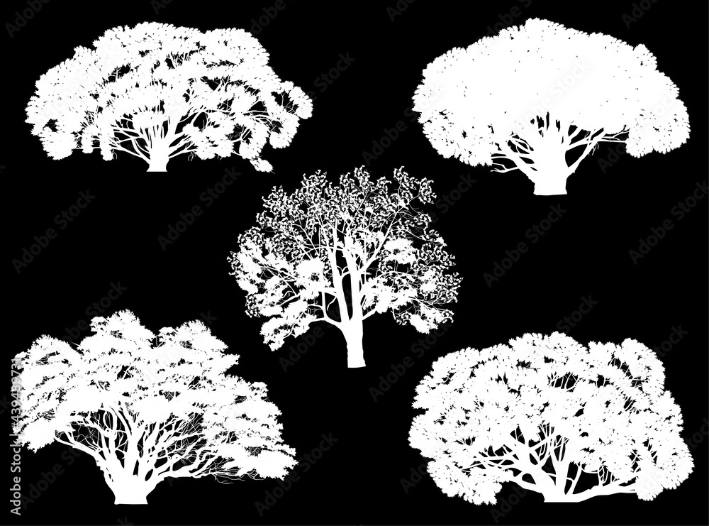 five white dense trees isolated silhouettes five white dense trees isolated silhouettes