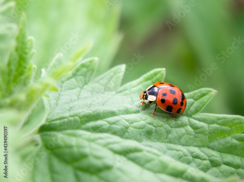 Ladybug on a catmint leave, close up. Beautiful side view of an adult ladybird, lady beetle, lady clock and lady fly. Ladybugs feed on aphids and are a natural method of pest control. Selective focus.