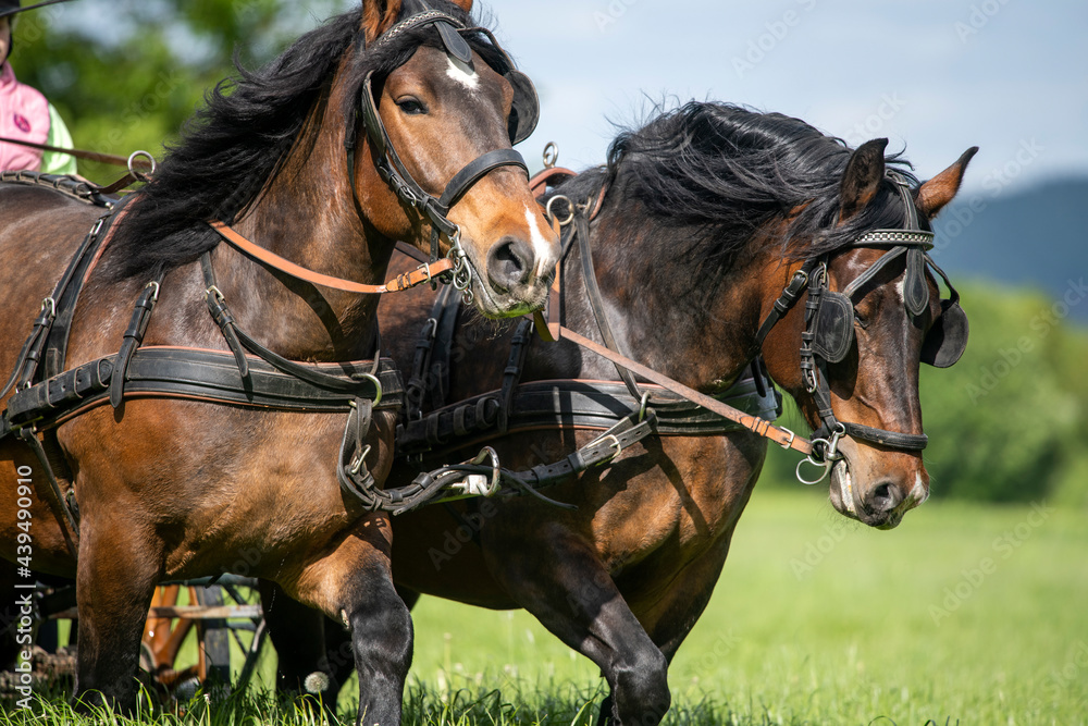 Obraz premium Pferdekutsche Zweispänner