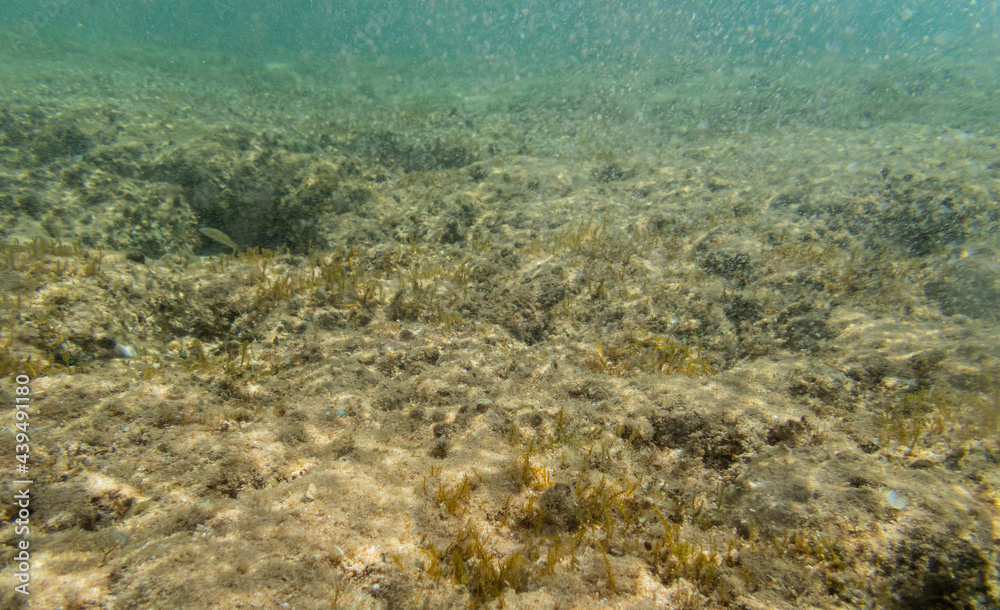 Fototapeta premium Underwater view of sea with stones and algae