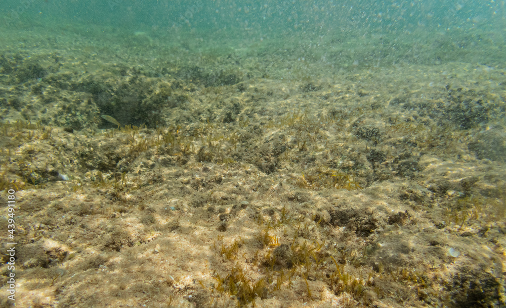 Underwater view of sea with  stones and algae