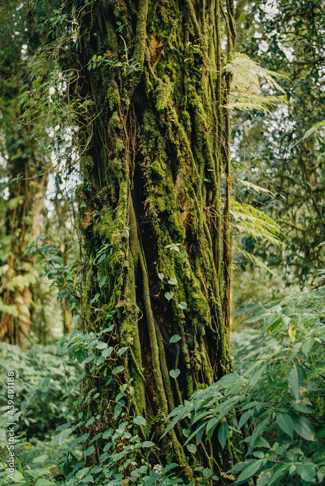 Rainforest Rainforest